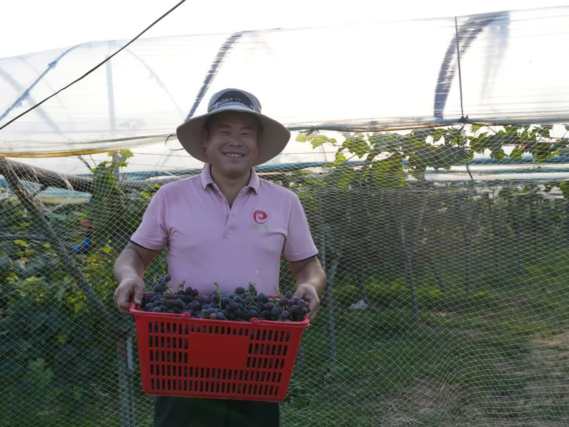 【刘集乡后七里村葡萄基地】科技赋能生态农业，小葡萄串起乡村振兴