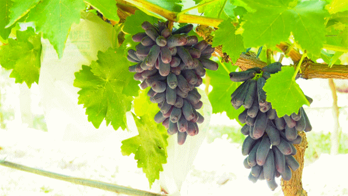 景县葡萄